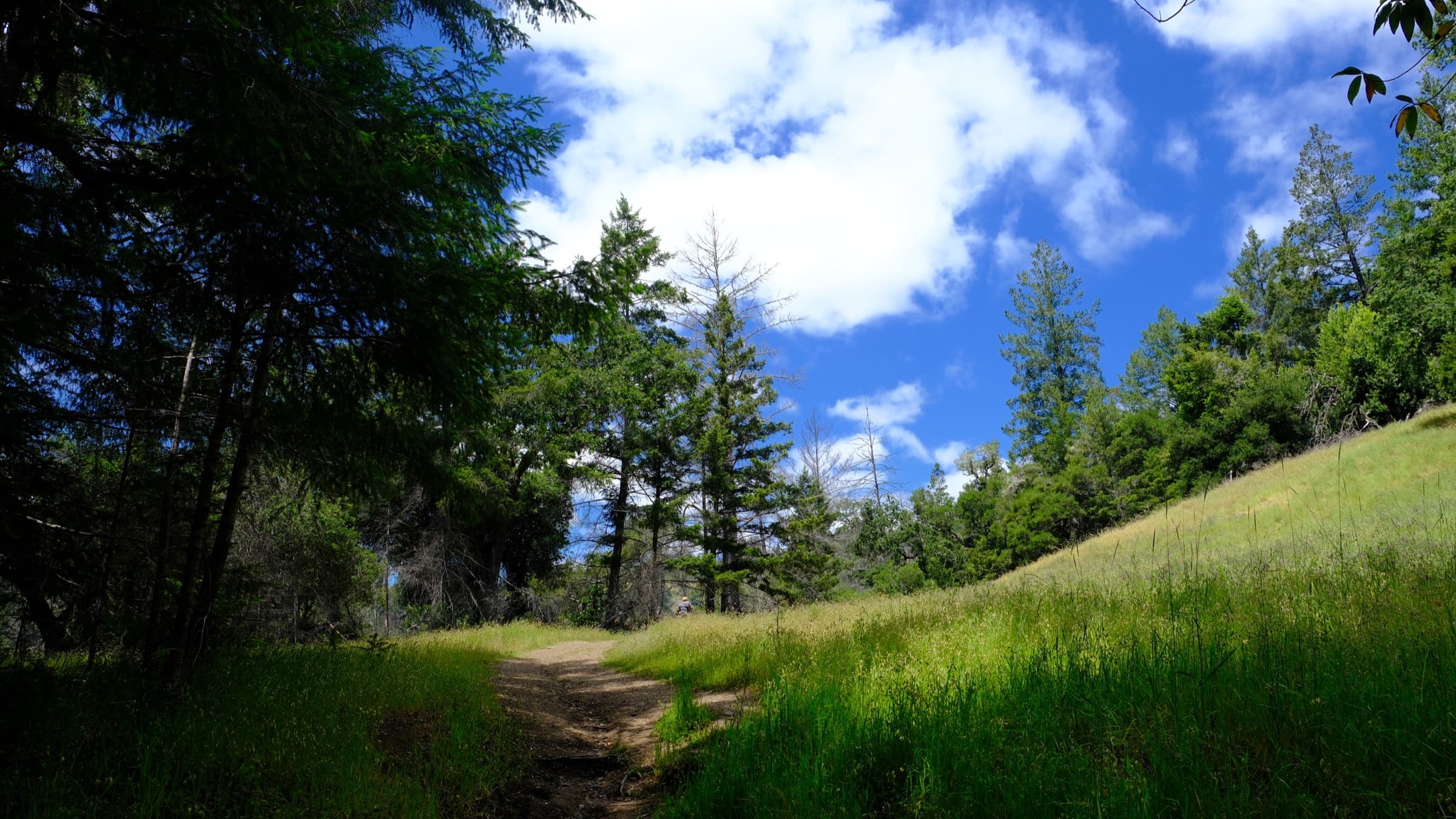Armstrong Redwoods State Natural Reserve