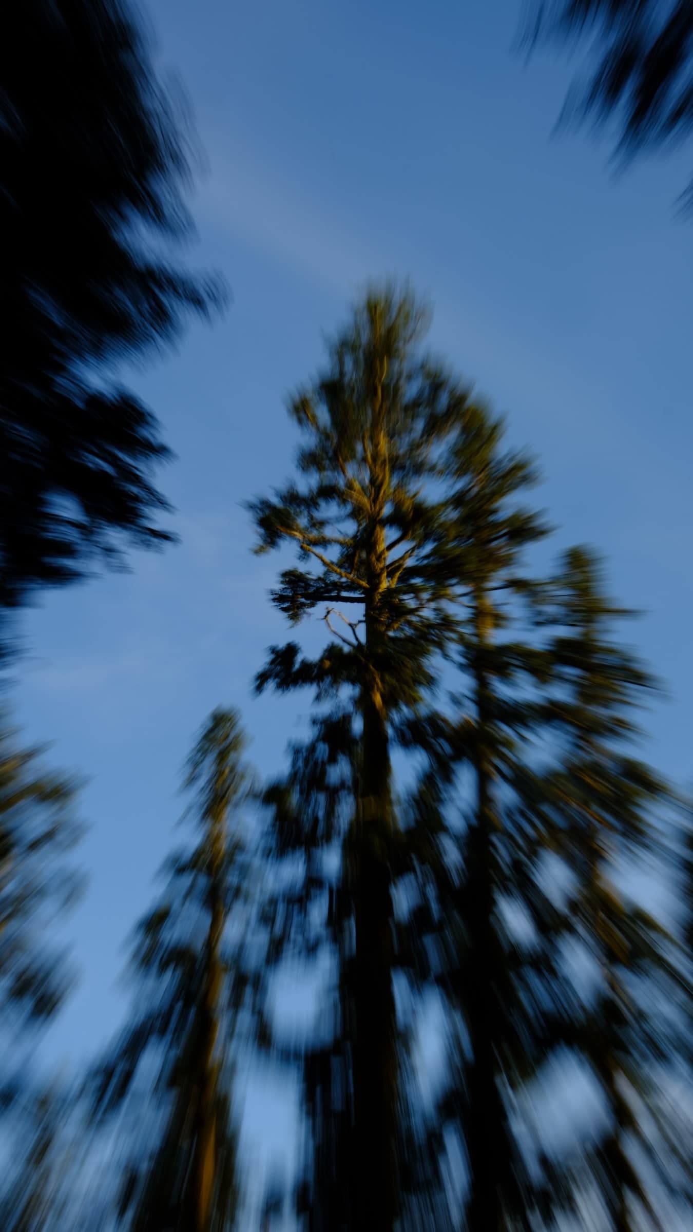 Red Fir Flat Campground by Mt. Shasta, CA