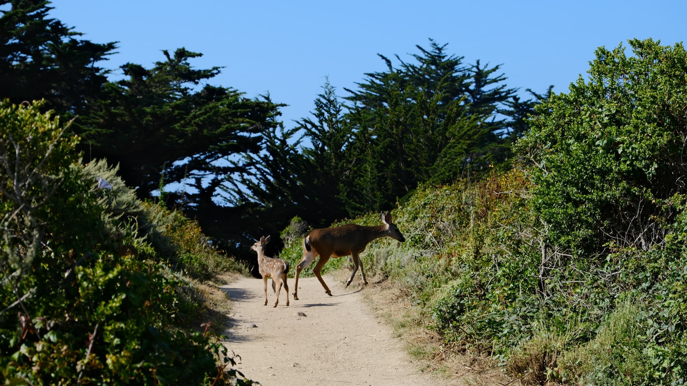 Big Sur Coastline, CA